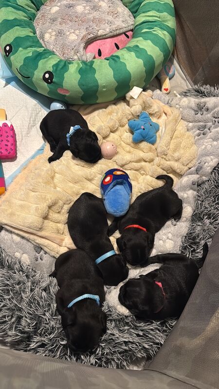 5 beautiful pug pups - Image 2 of 13