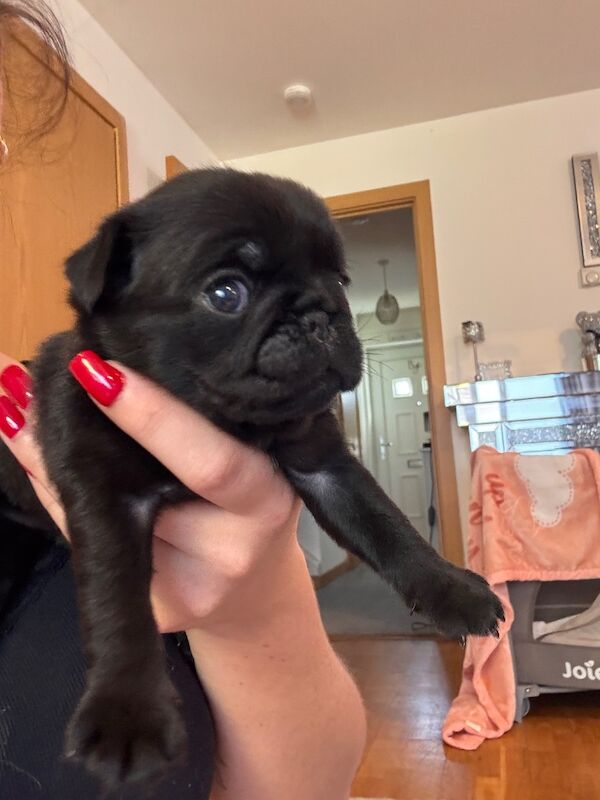 5 beautiful pug pups - Image 3 of 13