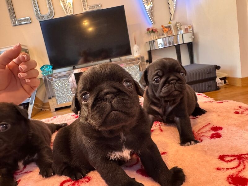 5 beautiful pug pups - Image 5 of 13