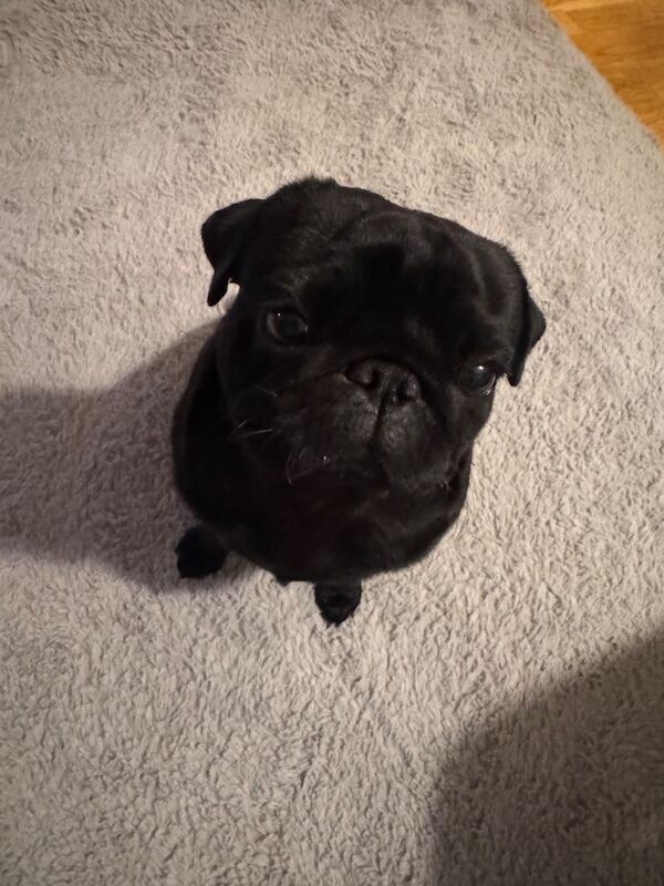5 beautiful pug pups - Image 7 of 13