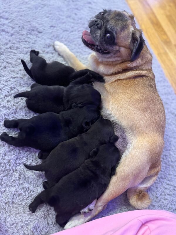 5 beautiful pug pups - Image 8 of 13