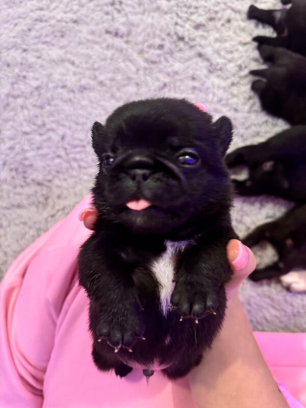 5 beautiful pug pups - Image 9 of 13