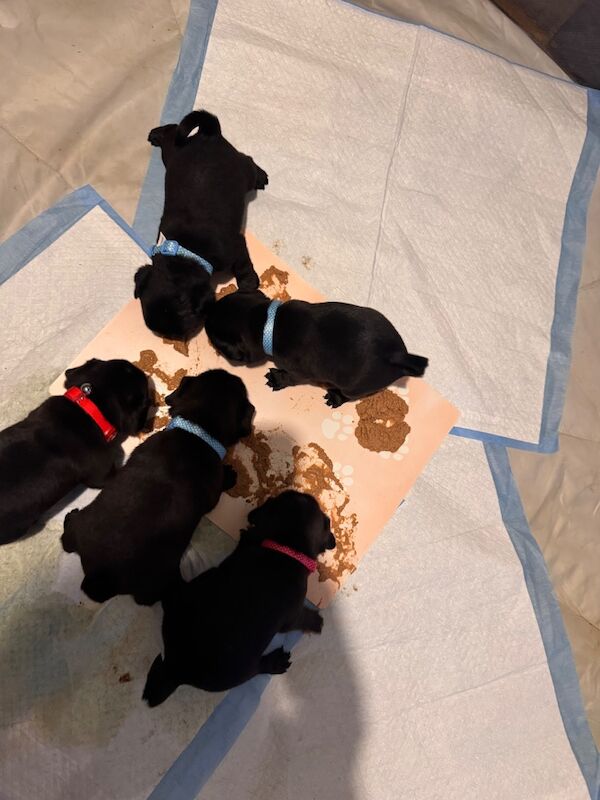 5 beautiful pug pups - Image 10 of 13