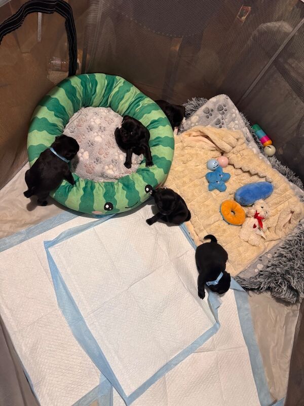 5 beautiful pug pups - Image 13 of 13