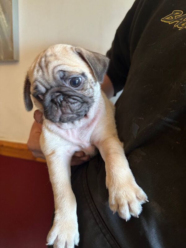 Pug Puppies For Sale