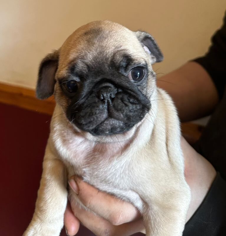 Pug puppies for sale in Tempo, County Fermanagh – KC registered, 10 weeks old - Image 2 of 4