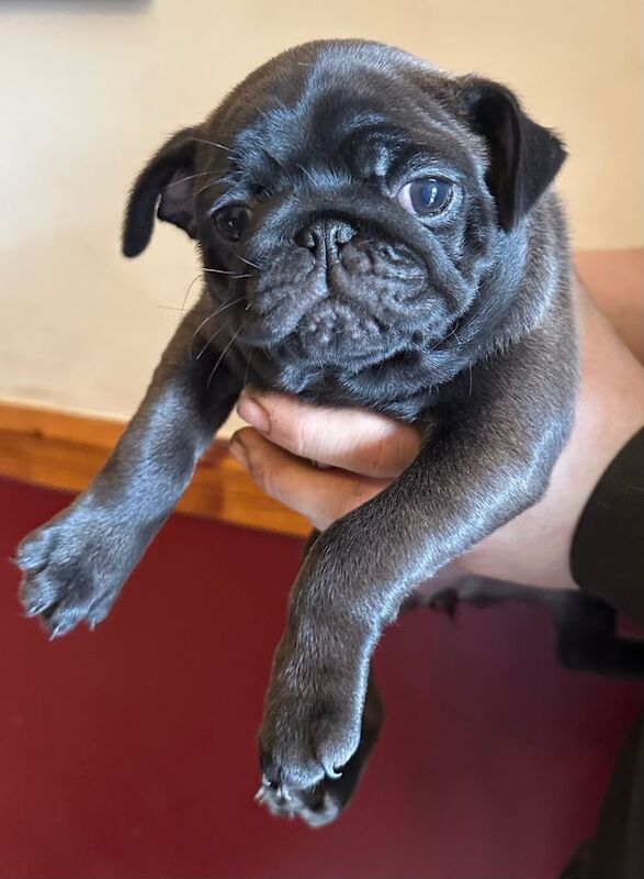 Pug puppies for sale in Tempo, County Fermanagh – KC registered, 10 weeks old - Image 3 of 4