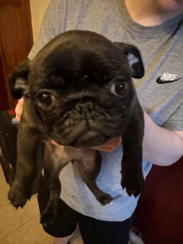 Pug puppies for sale in Tempo, County Fermanagh – KC registered, 10 weeks old - Image 4 of 4