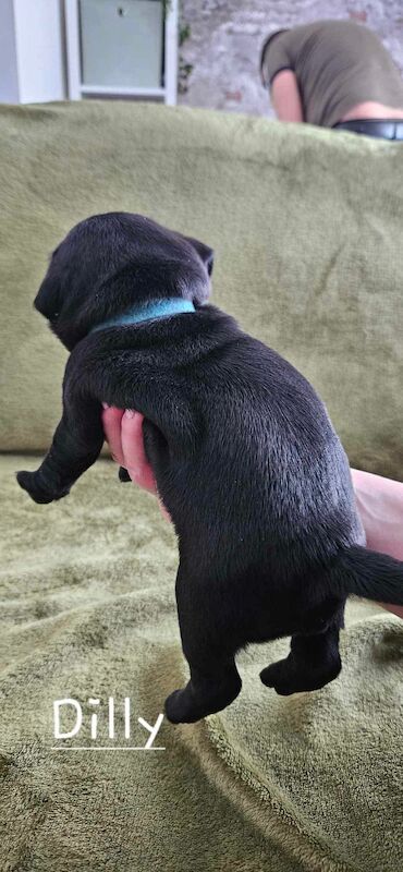 6 KC registered pug puppies in Margate for sale in Margate, Kent