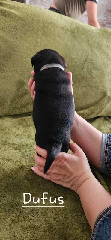 6 KC registered pug puppies in Margate for sale in Margate, Kent | Image 2