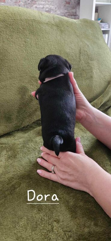 6 KC registered pug puppies in Margate for sale in Margate, Kent | Image 3