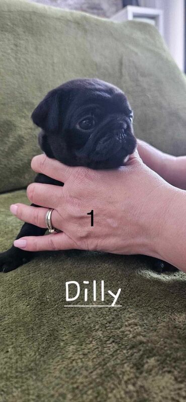 6 KC registered pug puppies in Margate for sale in Margate, Kent - Image 4