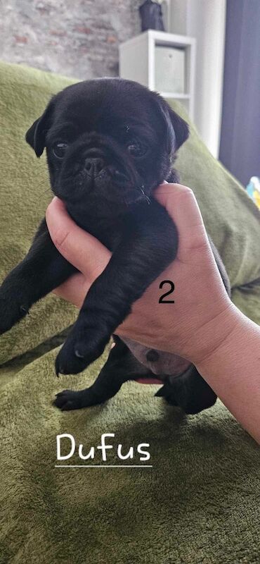 6 KC registered pug puppies in Margate for sale in Margate, Kent - Image 5