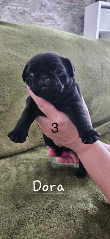 6 KC registered pug puppies in Margate for sale in Margate, Kent - Image 6