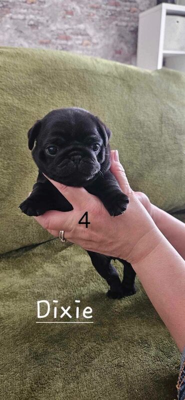 6 KC registered pug puppies in Margate for sale in Margate, Kent - Image 7