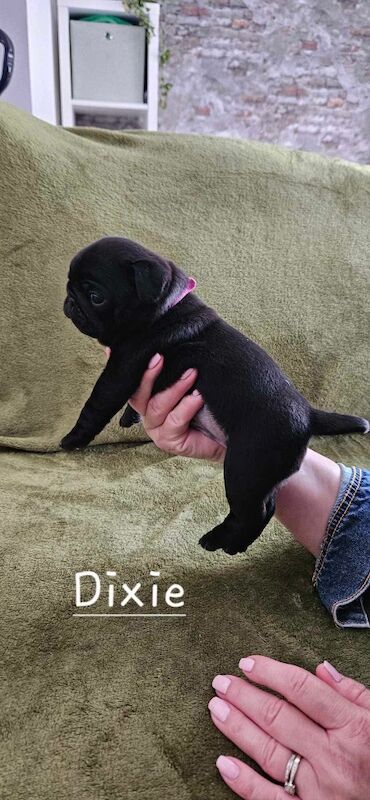 6 KC registered pug puppies in Margate for sale in Margate, Kent - Image 8