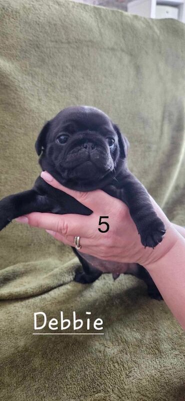 6 KC registered pug puppies in Margate for sale in Margate, Kent - Image 9