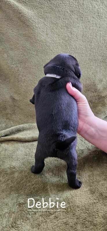 6 KC registered pug puppies in Margate for sale in Margate, Kent - Image 10