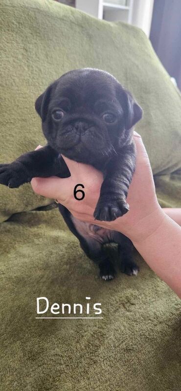 6 KC registered pug puppies in Margate for sale in Margate, Kent - Image 11