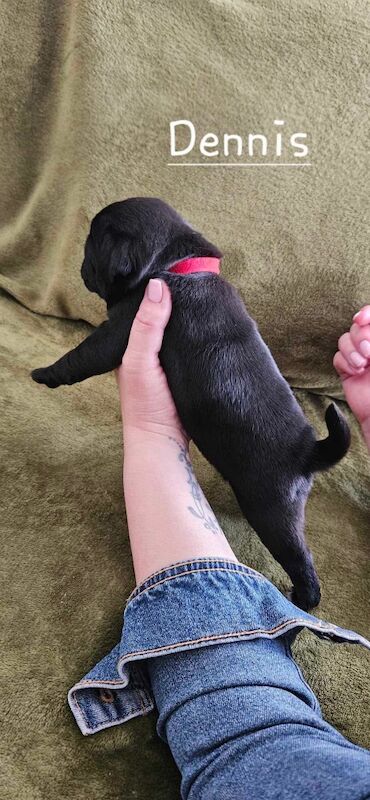 6 KC registered pug puppies in Margate for sale in Margate, Kent - Image 12
