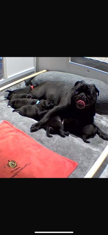 6 KC registered pug puppies in Margate for sale in Margate, Kent - Image 13