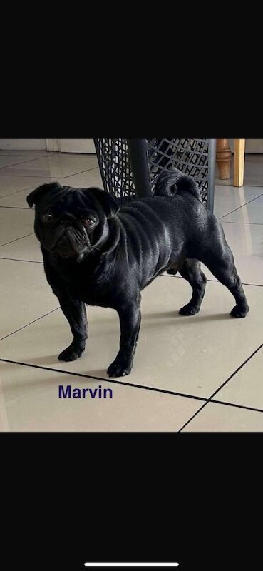 6 KC registered pug puppies in Margate for sale in Margate, Kent - Image 14