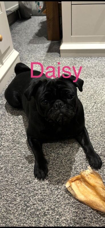 6 KC registered pug puppies in Margate for sale in Margate, Kent - Image 15