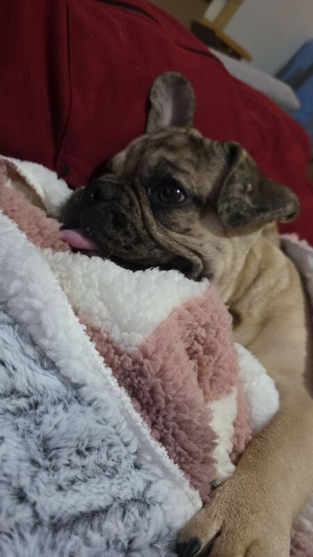 6 month old luigi nedding new home asap for sale in Sighthill, City of Edinburgh