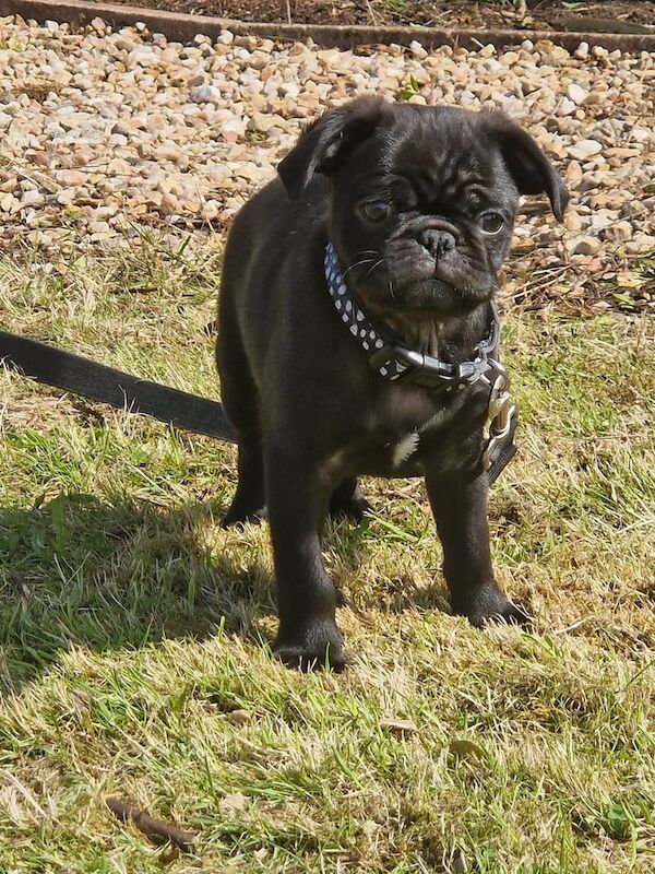 Pug puppies for sale in Dumbarton, Dunbartonshire – 1 year old - Image 2 of 3