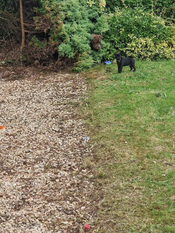 Pug puppies for sale in Dumbarton, Dunbartonshire – 1 year old - Image 3 of 3