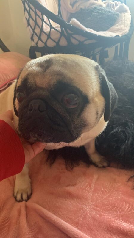 Pug puppies for sale in KW1 4TR – 6 years old