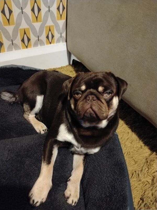 8 month old pug brothers