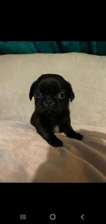 8 week old chug puppies for sale - Image 2 of 5