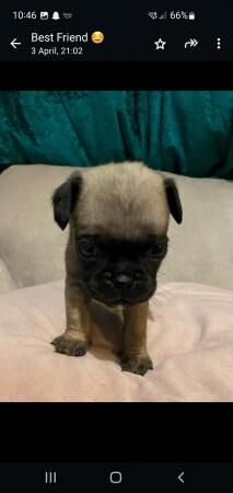 8 week old chug puppies for sale - Image 3 of 5