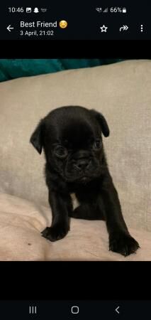 8 week old chug puppies for sale - Image 4 of 5