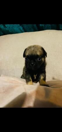 8 week old chug puppies for sale - Image 5 of 5