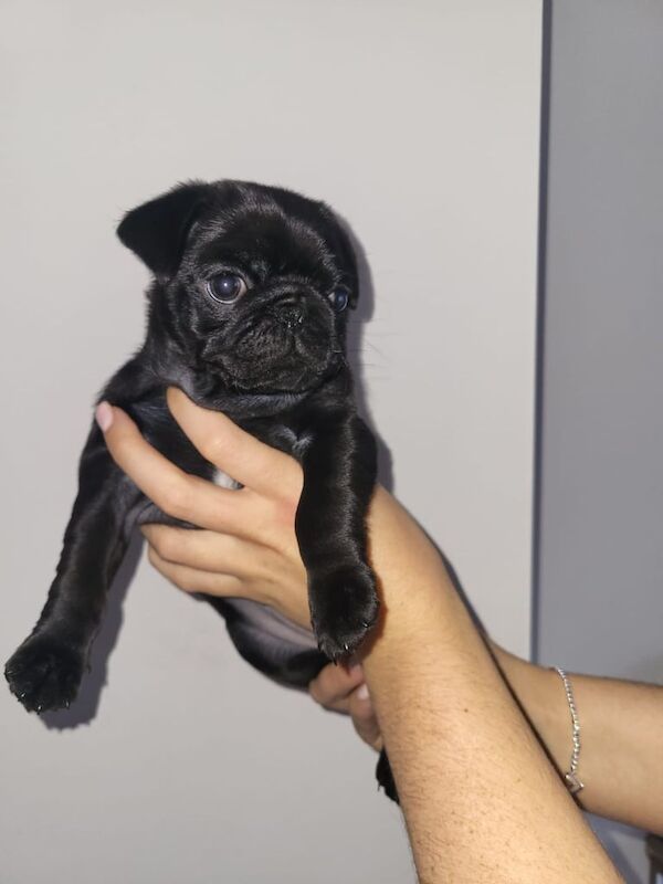 8 week old female Pug for sale in Cambuslang, Lanarkshire