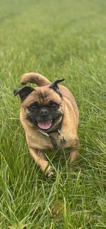 Pug puppies for sale in Lockerbie, Dumfries – 8 years old