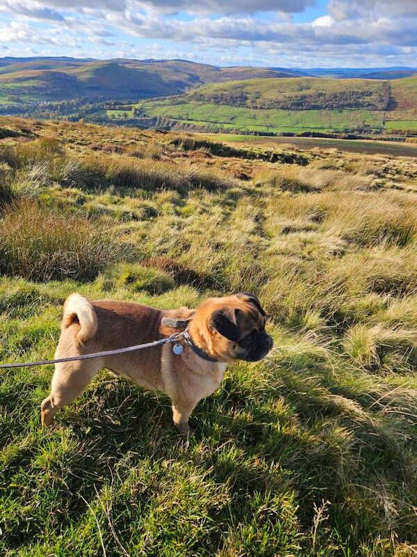 Pug puppies for sale in Lockerbie, Dumfries – 8 years old - Image 2 of 4