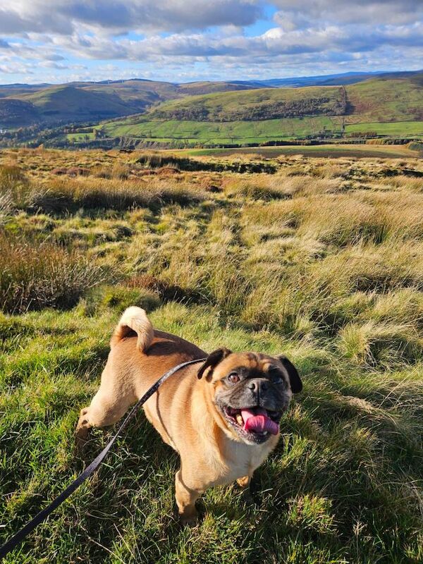Pug puppies for sale in Lockerbie, Dumfries – 8 years old - Image 3 of 4