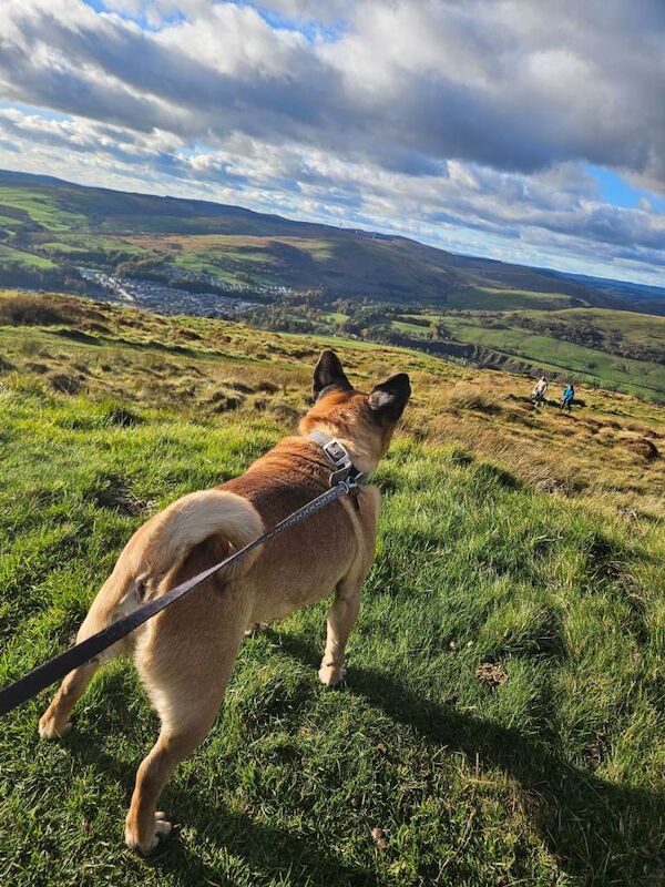 Pug puppies for sale in Lockerbie, Dumfries – 8 years old - Image 4 of 4