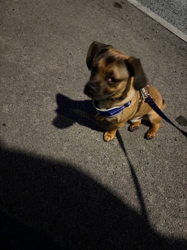 9month old pug - Image 2 of 3