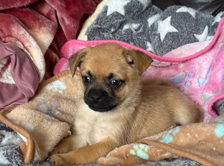 Pug puppies for sale in Swansea / Abertawe, West Glamorgan – 1 year old