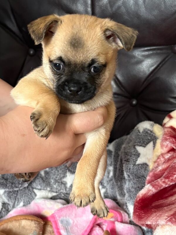 Pug puppies for sale in Swansea / Abertawe, West Glamorgan – 1 year old - Image 2 of 3