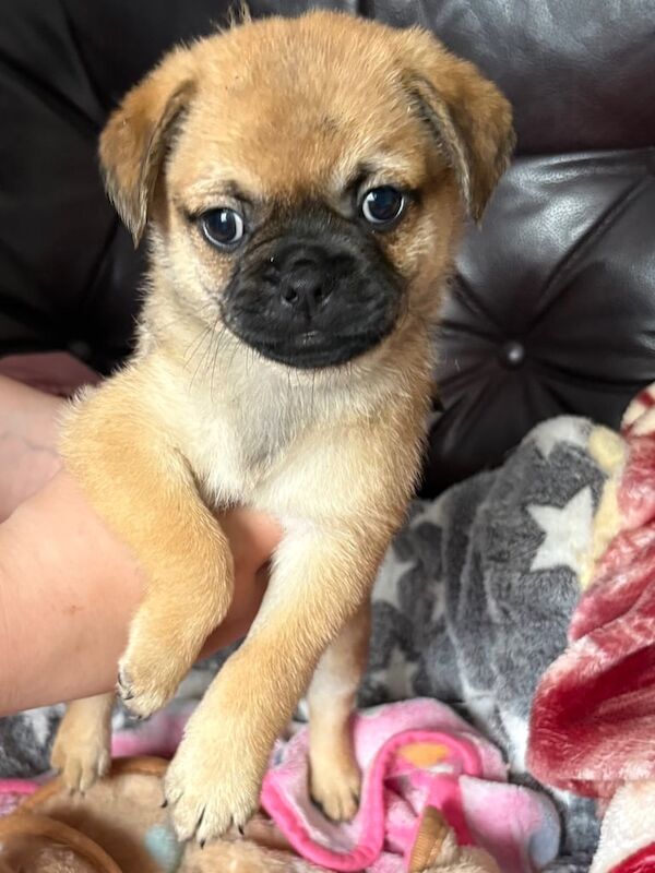 Pug puppies for sale in Swansea / Abertawe, West Glamorgan – 1 year old - Image 3 of 3