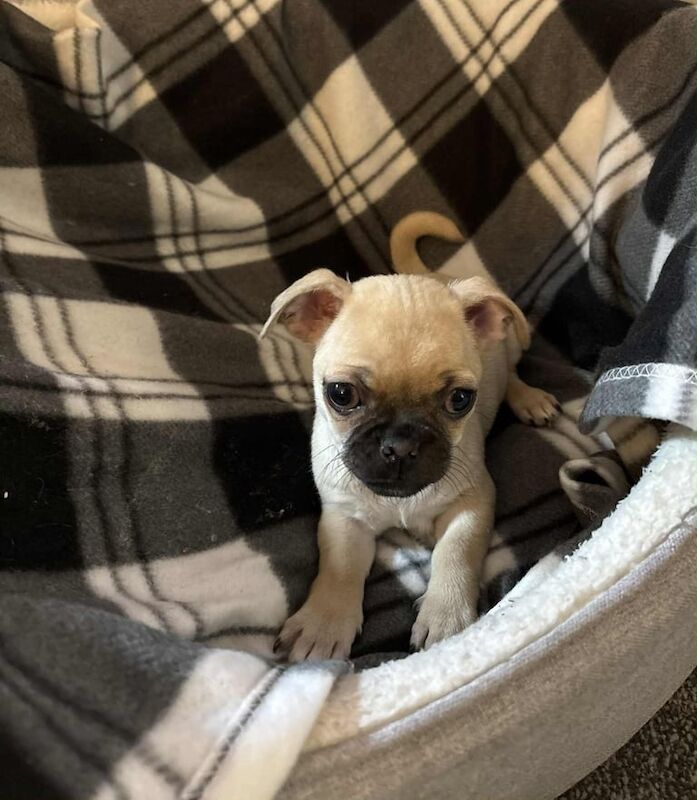 Pug puppies for sale in Catterick Garrison, North Yorkshire – 9 weeks old