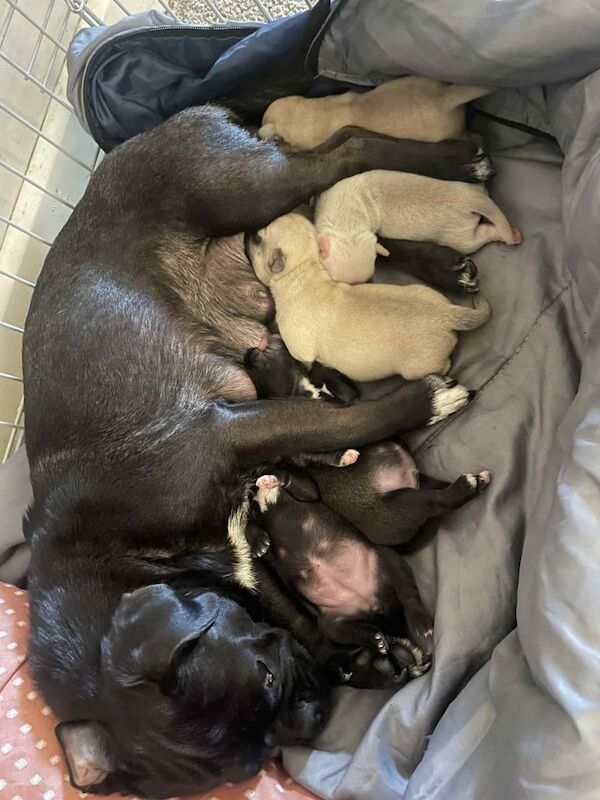 Pug puppies for sale in Catterick Garrison, North Yorkshire – 9 weeks old - Image 2 of 6
