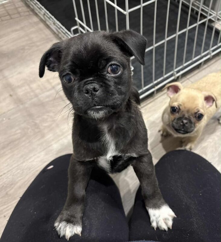 Pug puppies for sale in Catterick Garrison, North Yorkshire – 9 weeks old - Image 4 of 6