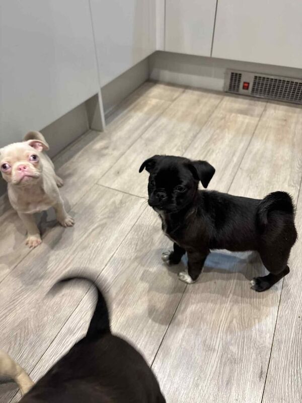 Pug puppies for sale in Catterick Garrison, North Yorkshire – 9 weeks old - Image 5 of 6