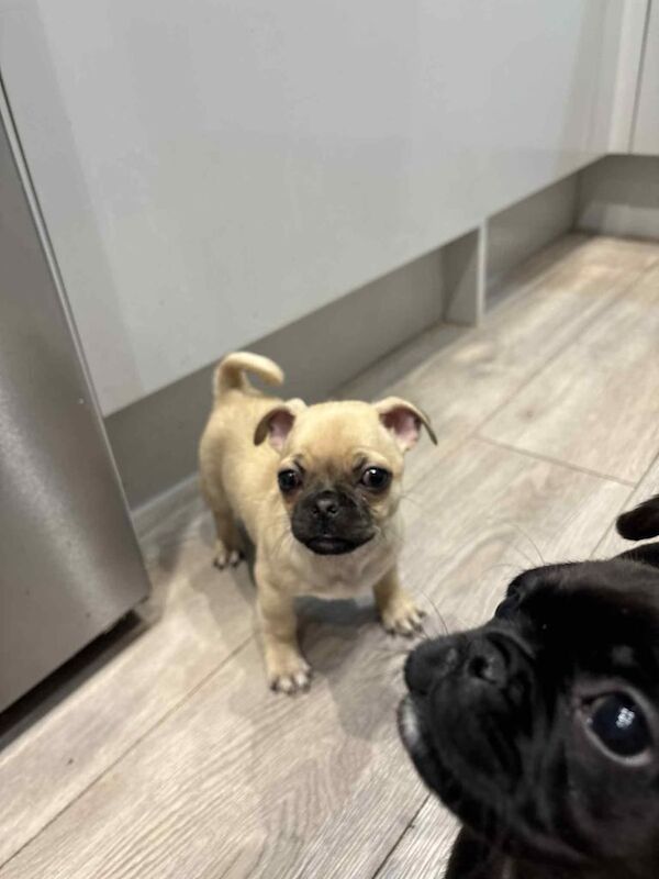 Pug puppies for sale in Catterick Garrison, North Yorkshire – 9 weeks old - Image 6 of 6